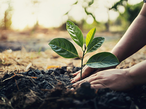 Planting a small tree